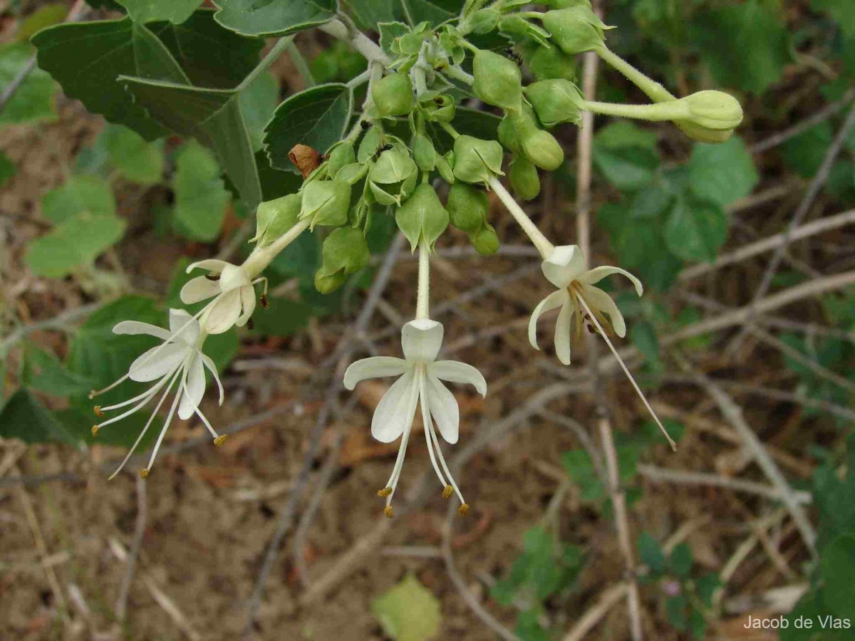 Clerodendrum phlomidis L.f.